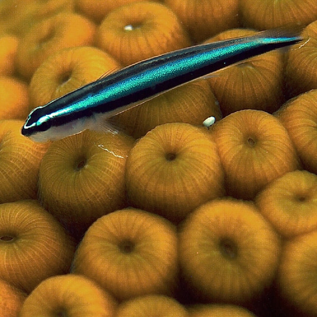 Elacatinus oceanops