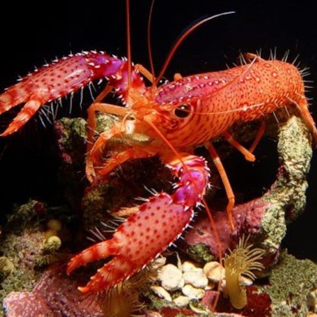 Enoplometopus daumi