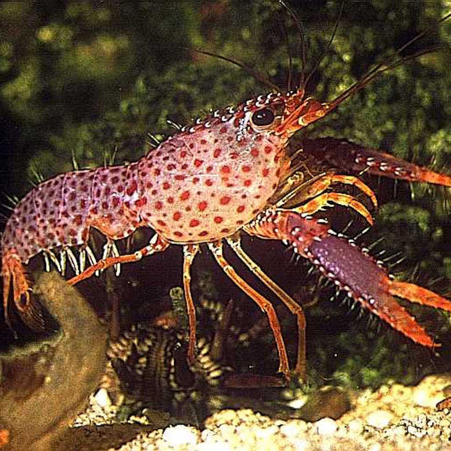 Enoplometopus daumi