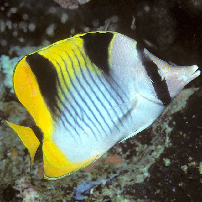 Chaetodon falcula S/M