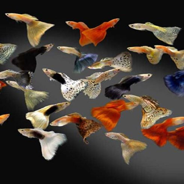 Guppy Macho o Poecilia reticulata