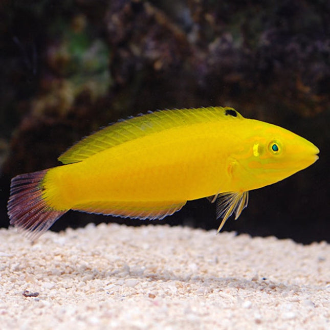 Lábrido Amarillo o Halichoeres chrysus