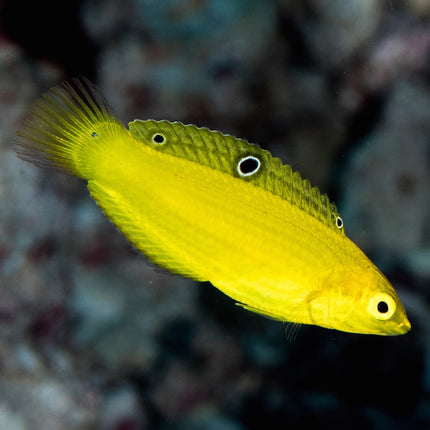 Lábrido Amarillo o Halichoeres chrysus