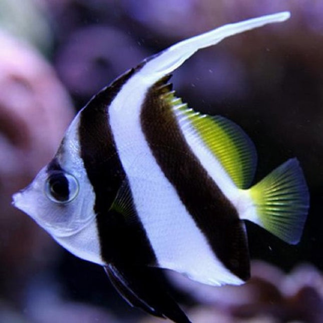 pez mariposa Heniochus Acuminatus