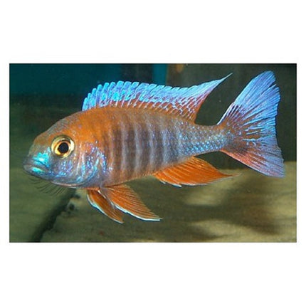 Ciclido Aulonocara jacobfreibergi 5 cm