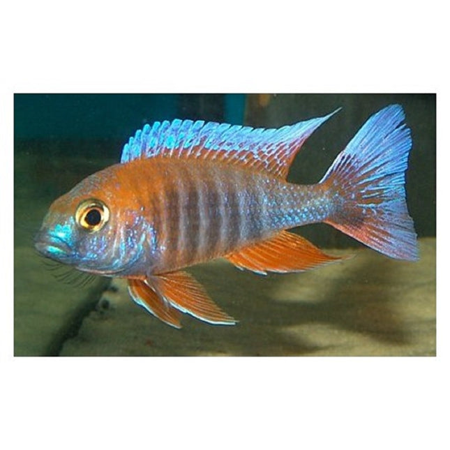Ciclido Aulonocara jacobfreibergi 5 cm