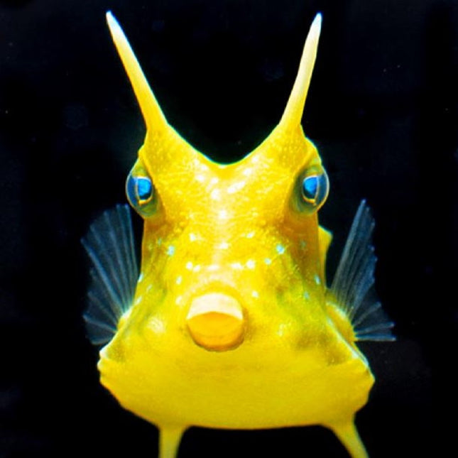Lactoria cornuta