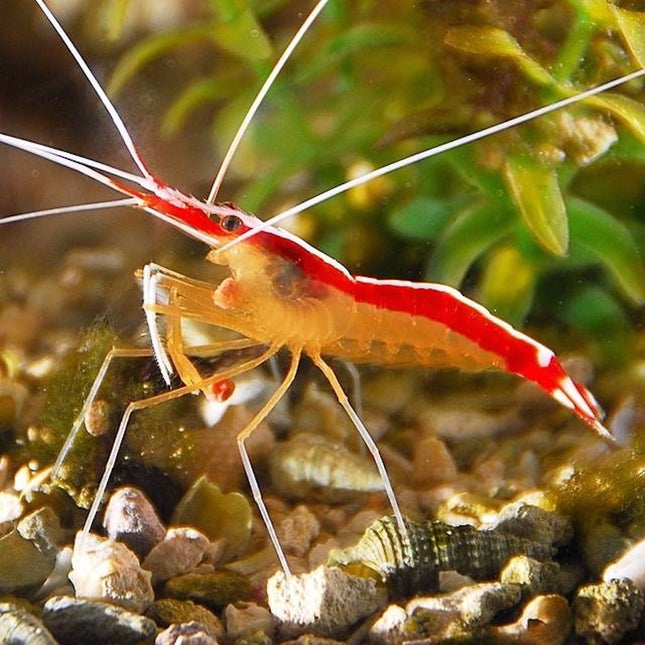 Camarón Limpiador del Pacífico o Lysmata amboinensis