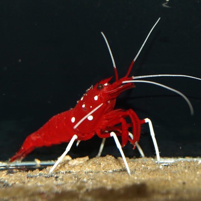 Camarón Limpiador Escarlata o Lysmata debelius