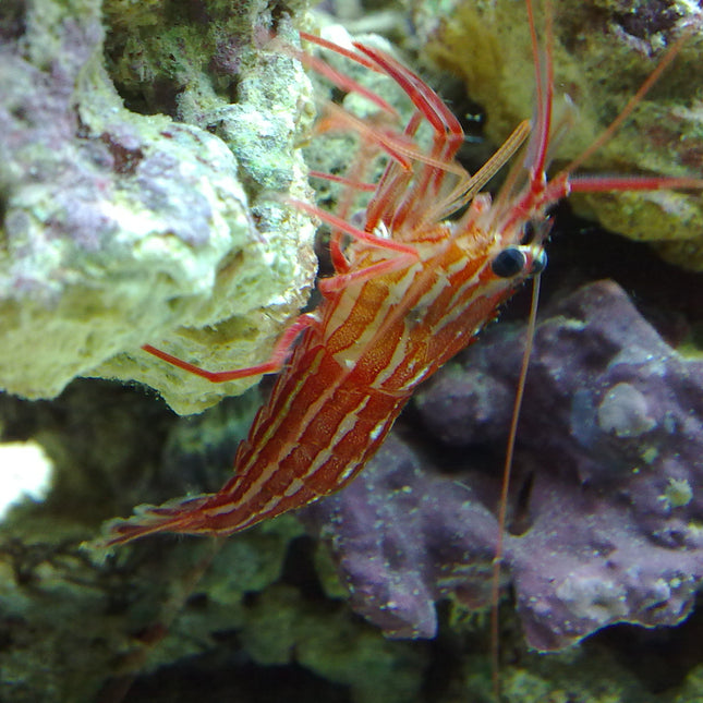 Camarón Monegasco o Lysmata seticaudata