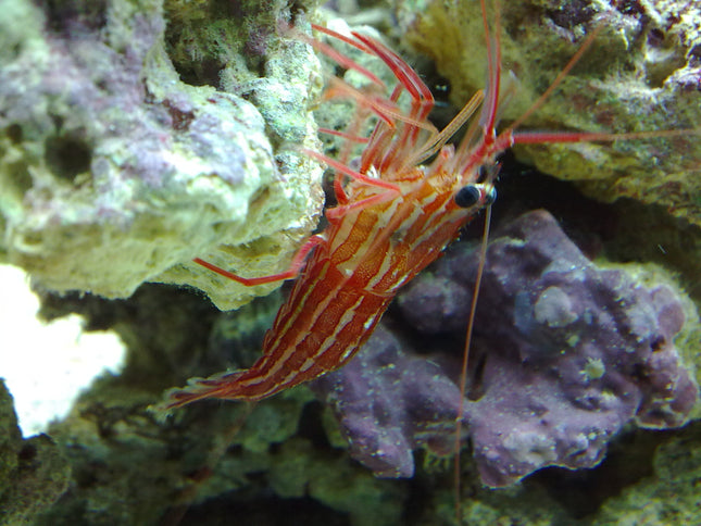 Camarón Monegasco o Lysmata seticaudata
