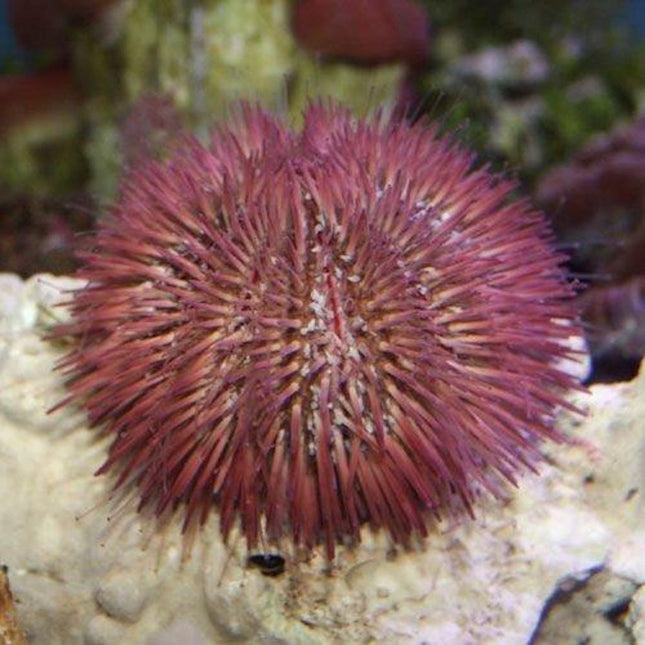 Erizo Lytechinus variegatus