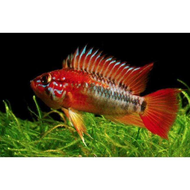 Ciclido Apistogramma macnasteri L