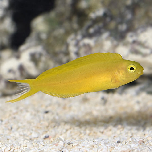 Meiacanthus oualanensis