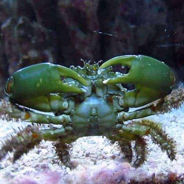 Cangrejo Esmeralda o Mithraculus sculptus