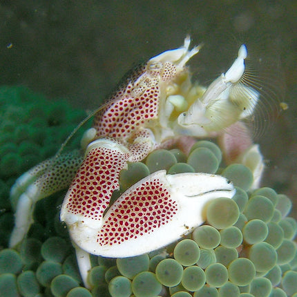 Neopetrolisthes ohshimai