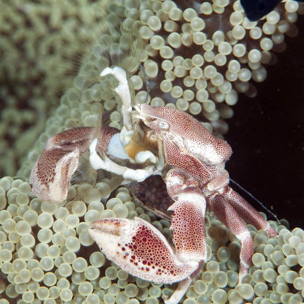 Neopetrolisthes ohshimai