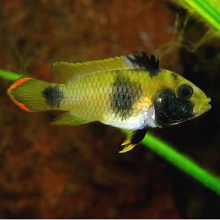 Ciclido Apistogramma nijsseni L