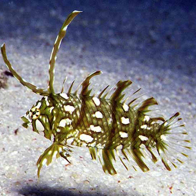 Novaculichthys taeniourus