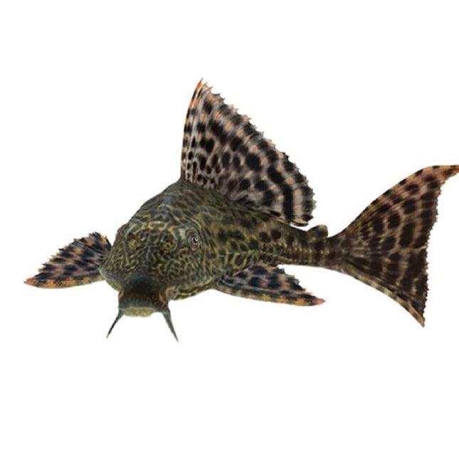 Hypostomus plecostomus