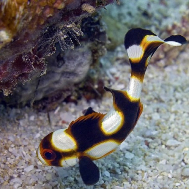 Plectorhinchus orientalis