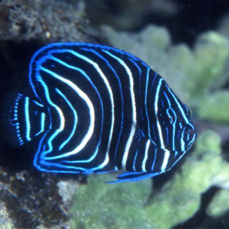 Pomacanthus semicirculatus
