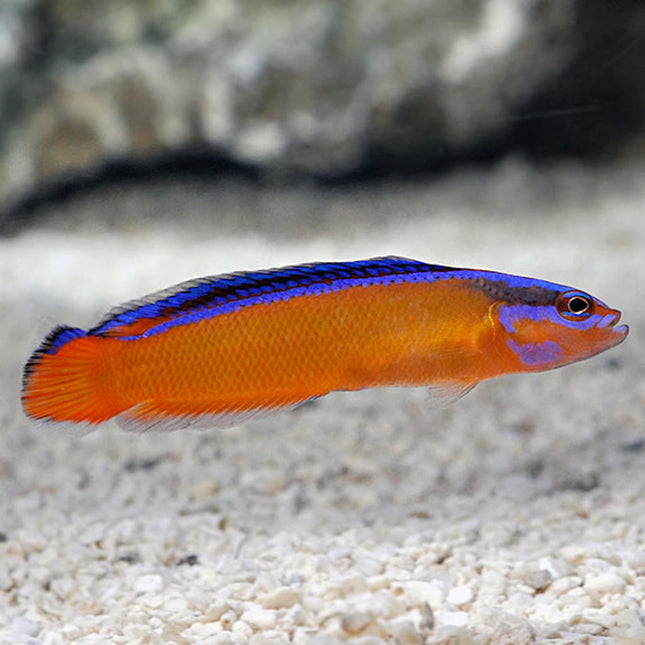 Pseudochromis aldabraensis