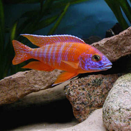 Ciclido Aulonocara rubescens