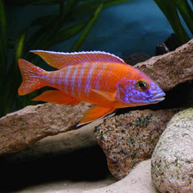 Ciclido Aulonocara rubescens