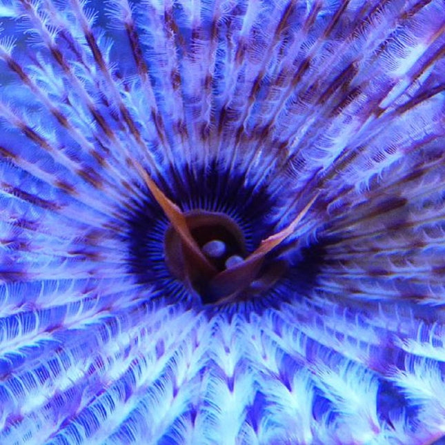 Sabellastarte magnifica