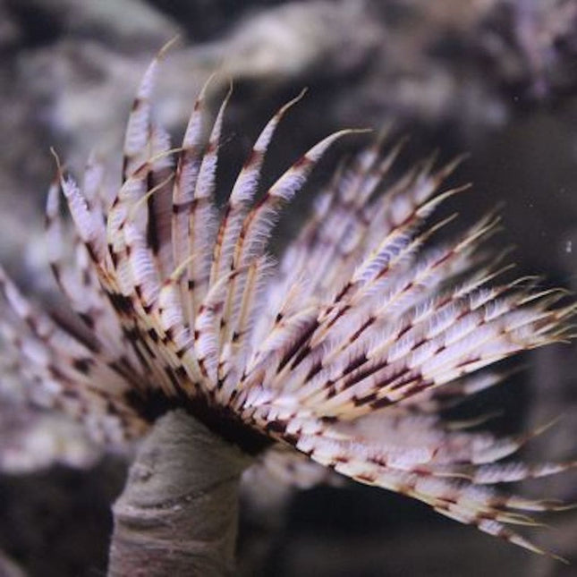 Sabellastarte magnifica