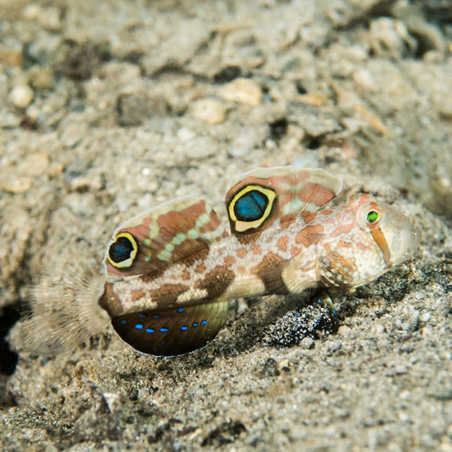 Signigobius biocellatus