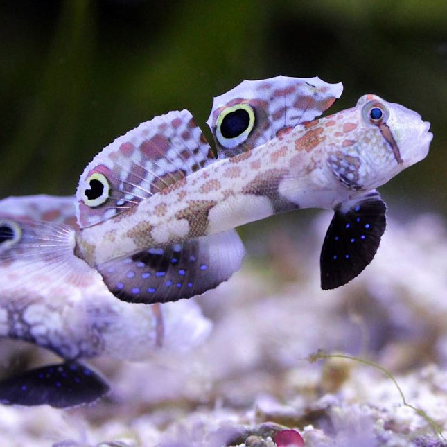 Signigobius biocellatus