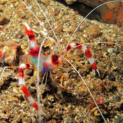 Stenopus Hispidus camarón boxeador