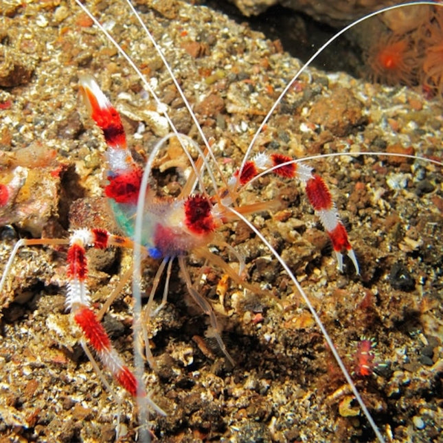 Stenopus Hispidus camarón boxeador