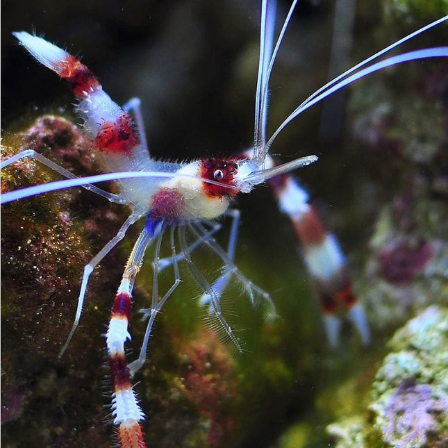 Camarón Boxeador o Stenopus hispidus