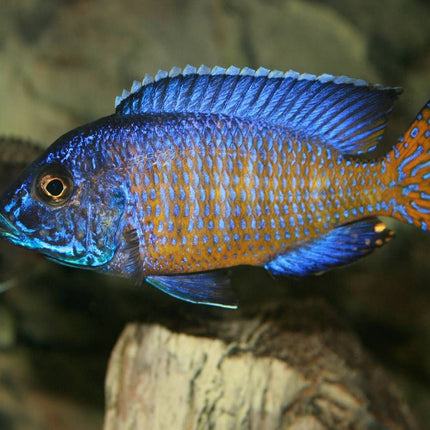 Ciclido Aulonocara stuartgranti