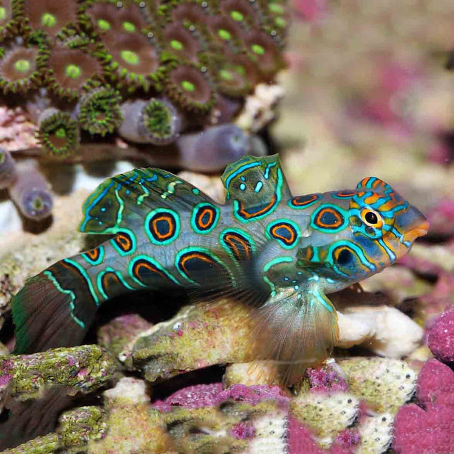 Synchiropus picturatus o Gobio Mandarín Psicodélico
