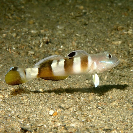 Valenciennea wardii