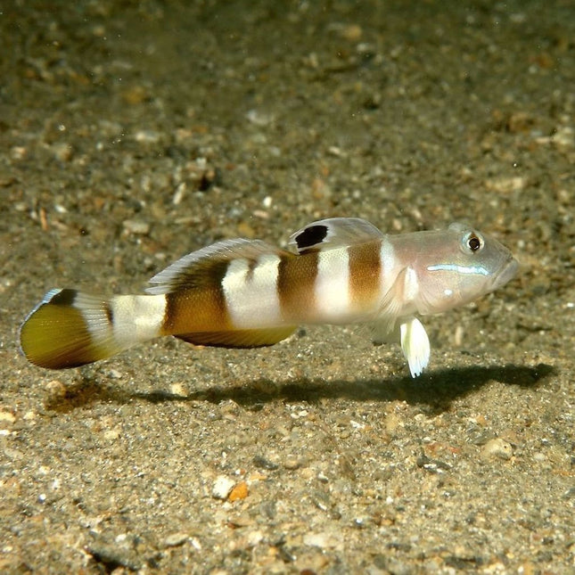 Valenciennea wardii