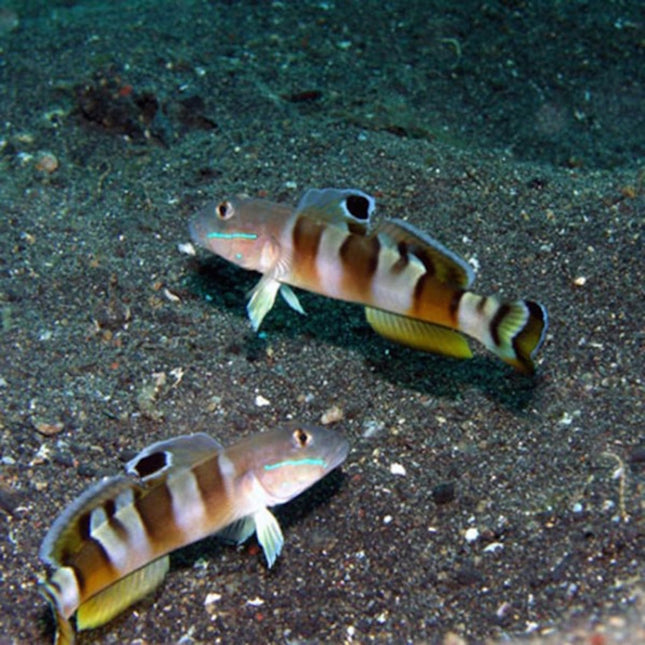 Valenciennea wardii