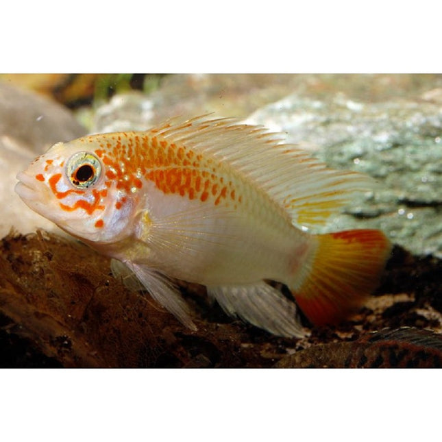 Ciclido Apistogramma viejita Oro L